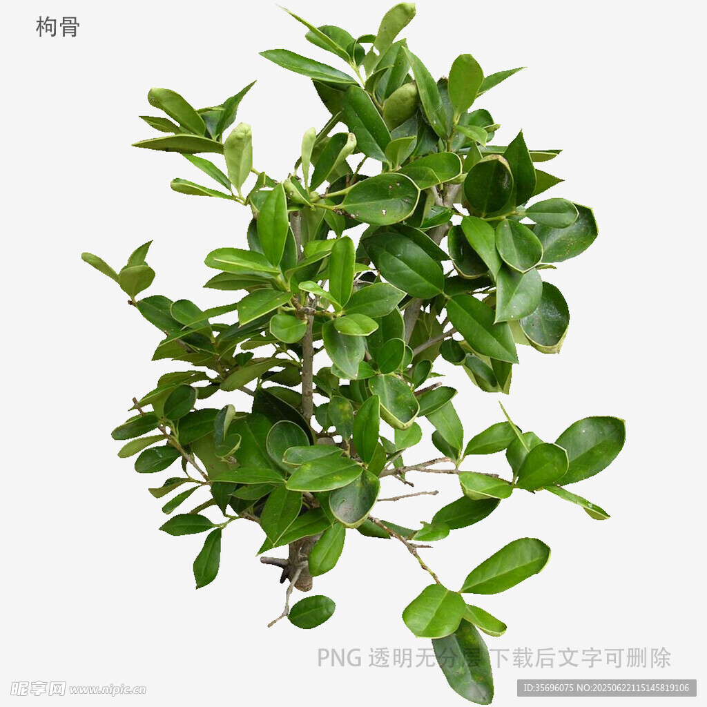 翠绿茂盛的绿植盆栽