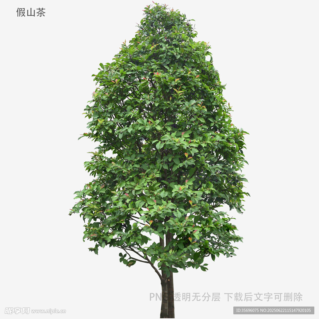 高大挺拔的绿色树木