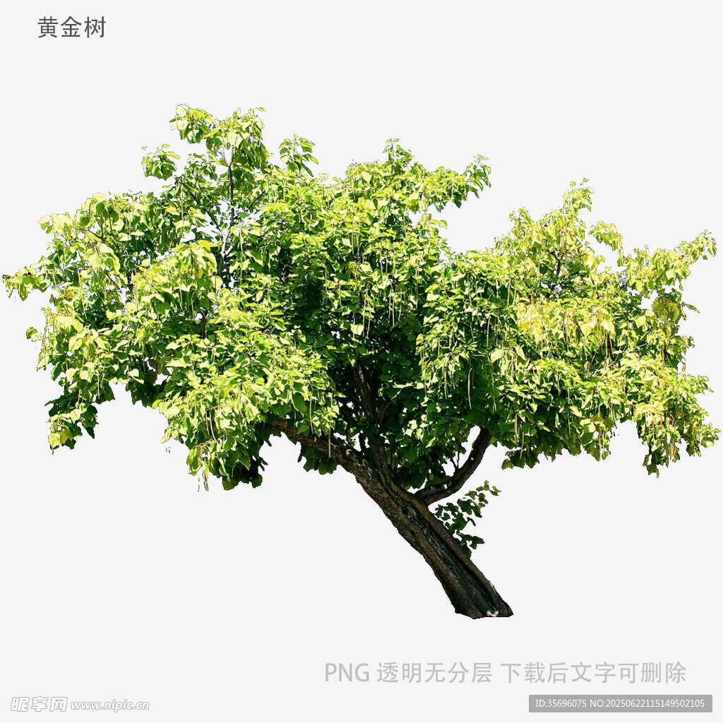 单棵繁茂绿树高清素材图