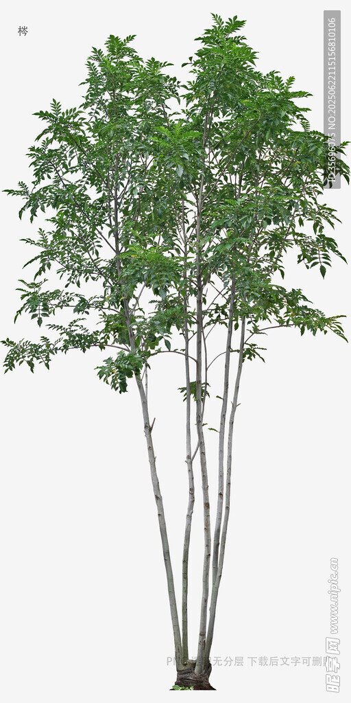 三株挺拔绿植展示图