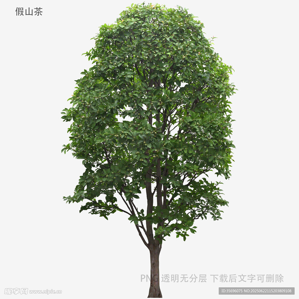 单棵茂盛绿树特写