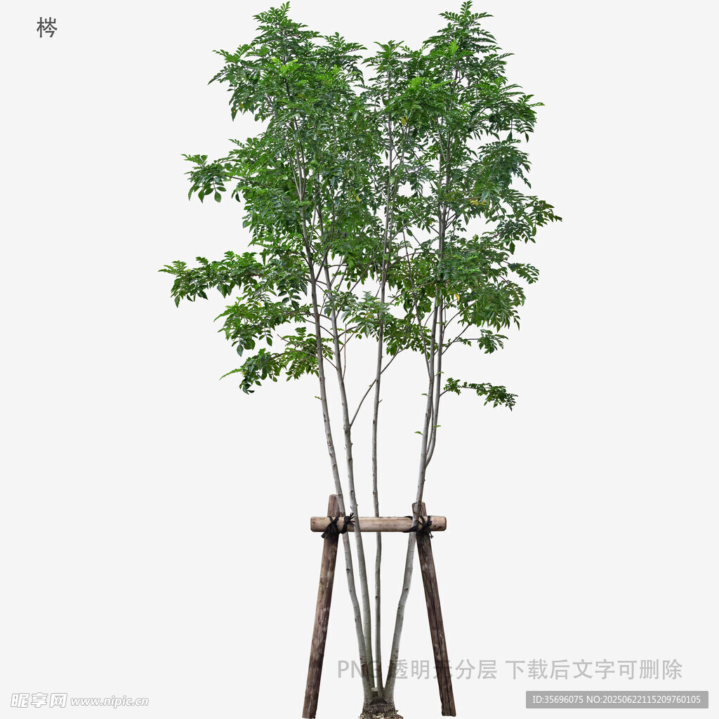 简约支架支撑的绿植模型