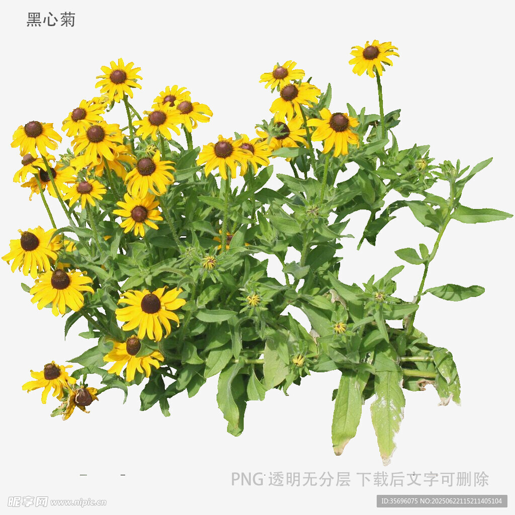 黄色黑心菊绽放的美丽