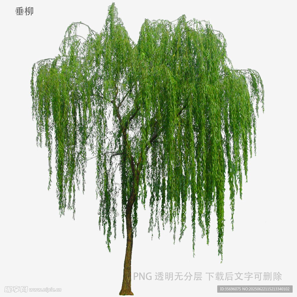 垂柳孤植效果图