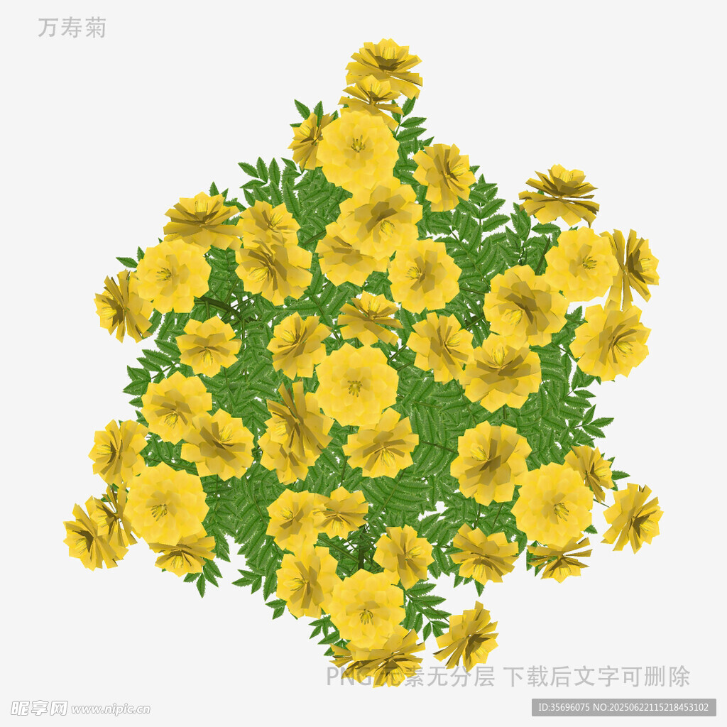 黄色矮牵牛花簇