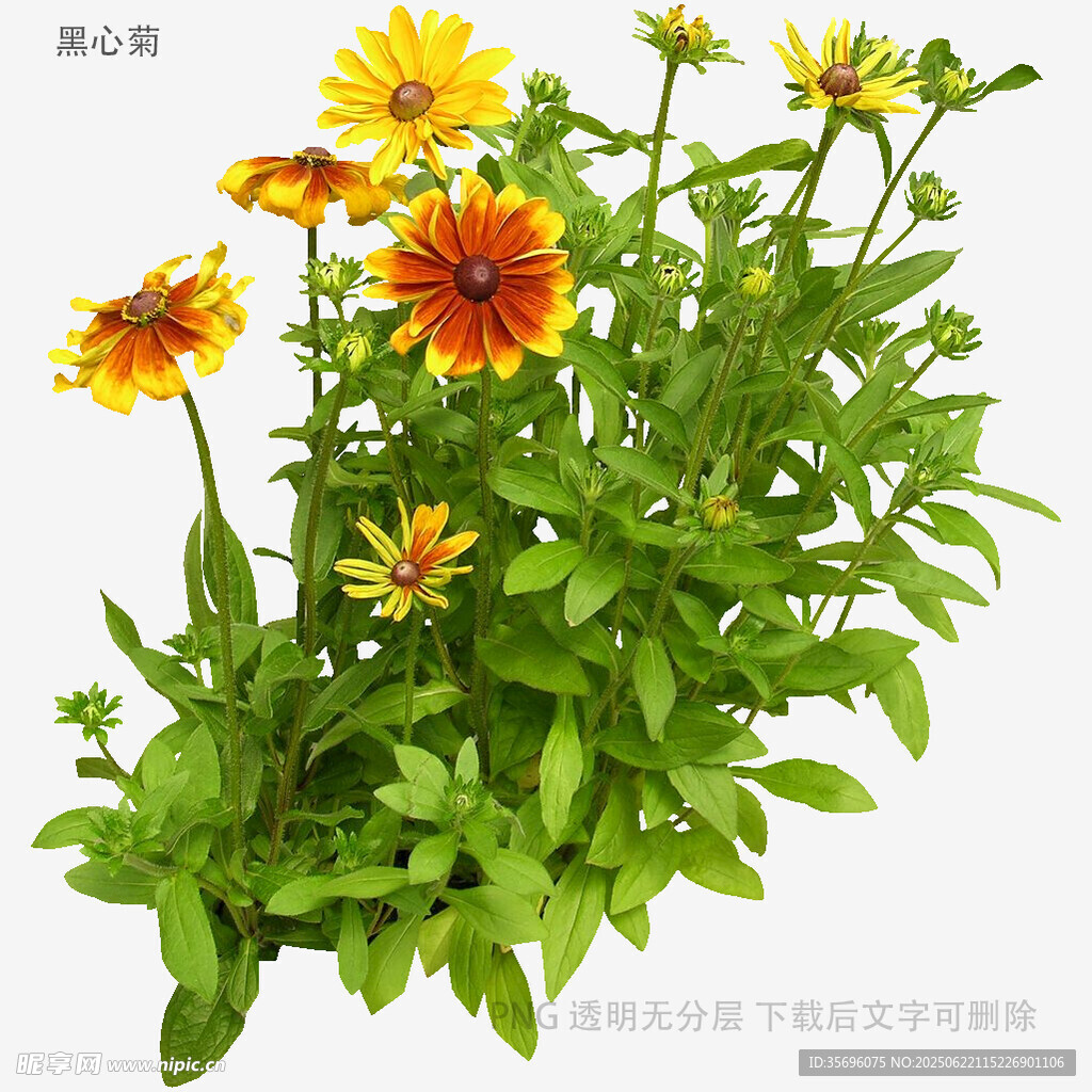 鲜艳美丽的黄色花朵植物