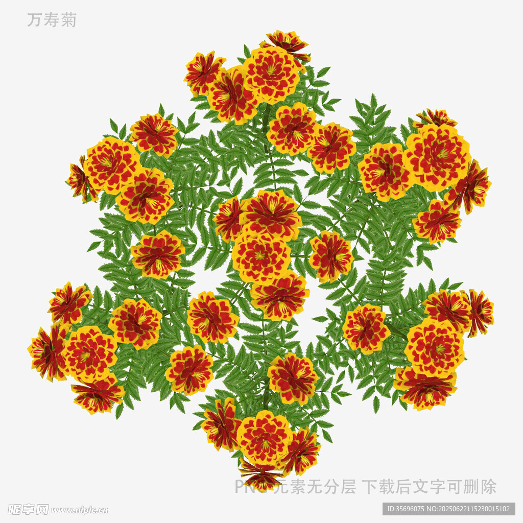圆形万寿菊花卉图案设计
