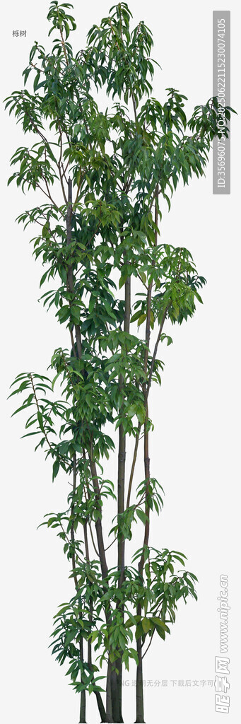 植物