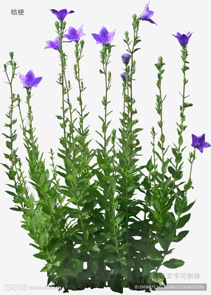 紫色风铃草植物特写