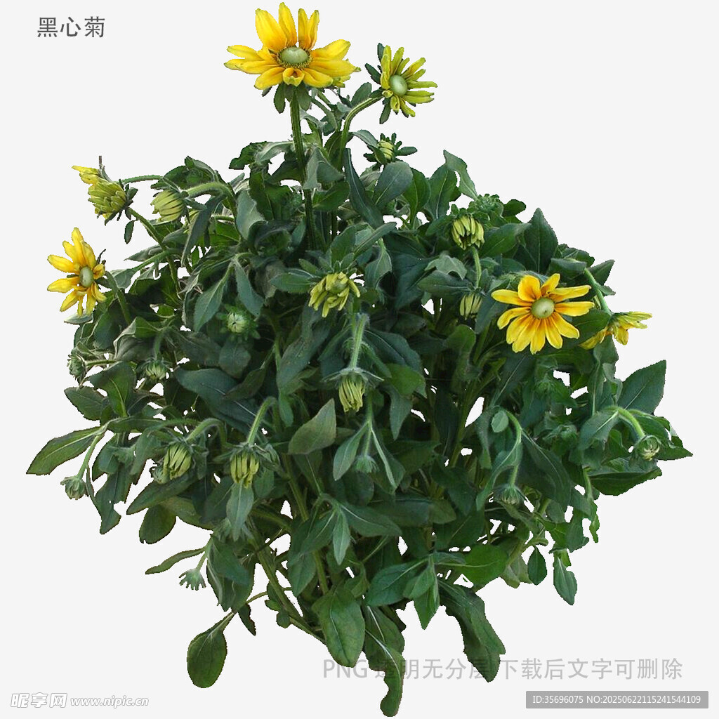 黄色小花绿植盆栽