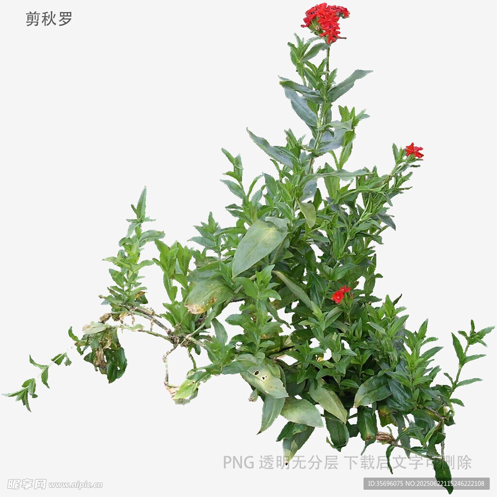红色花朵绿植特写