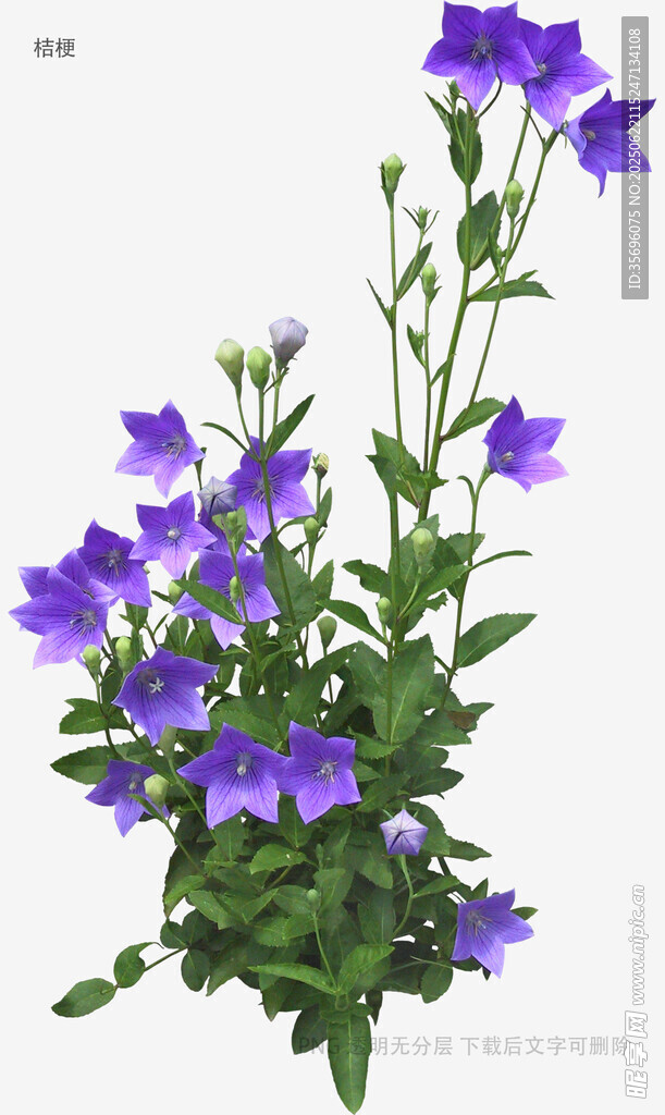 紫色风铃草花卉特写