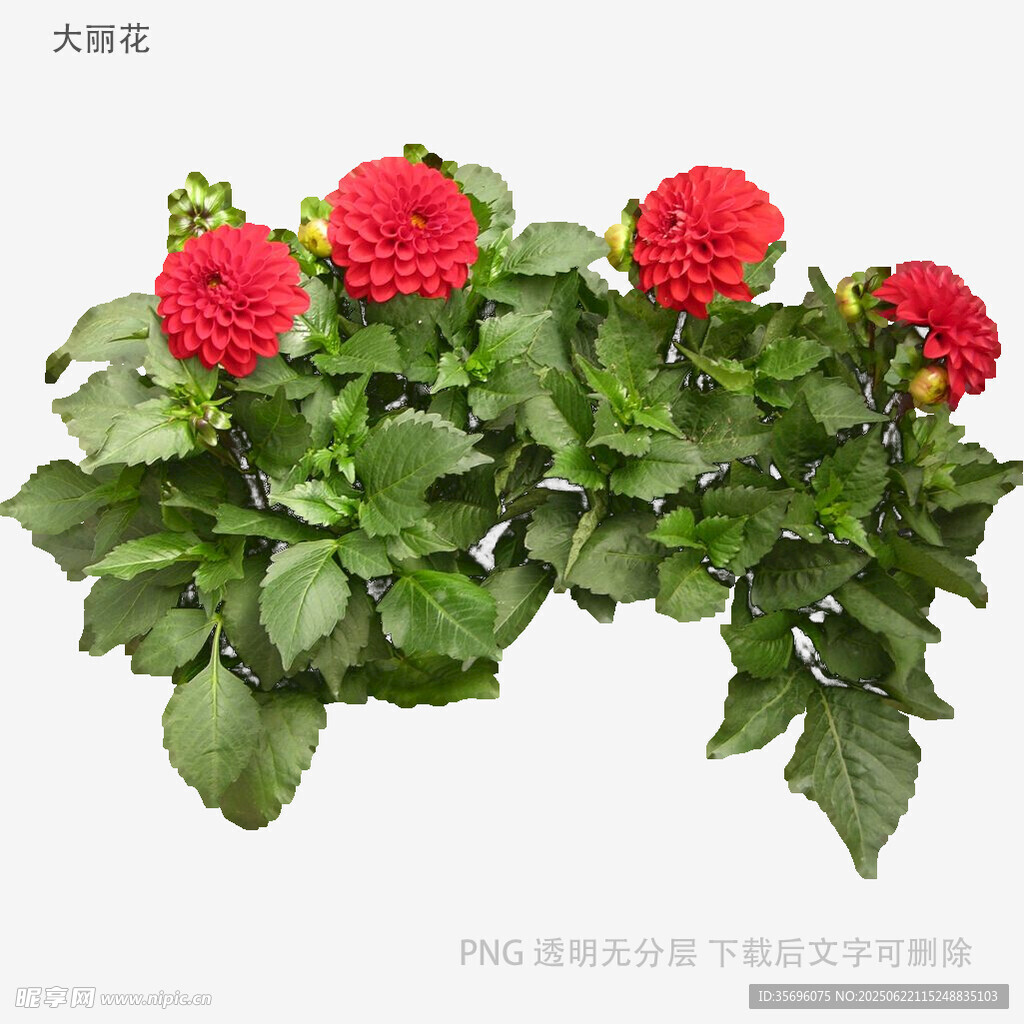 鲜艳红色大丽花盆栽