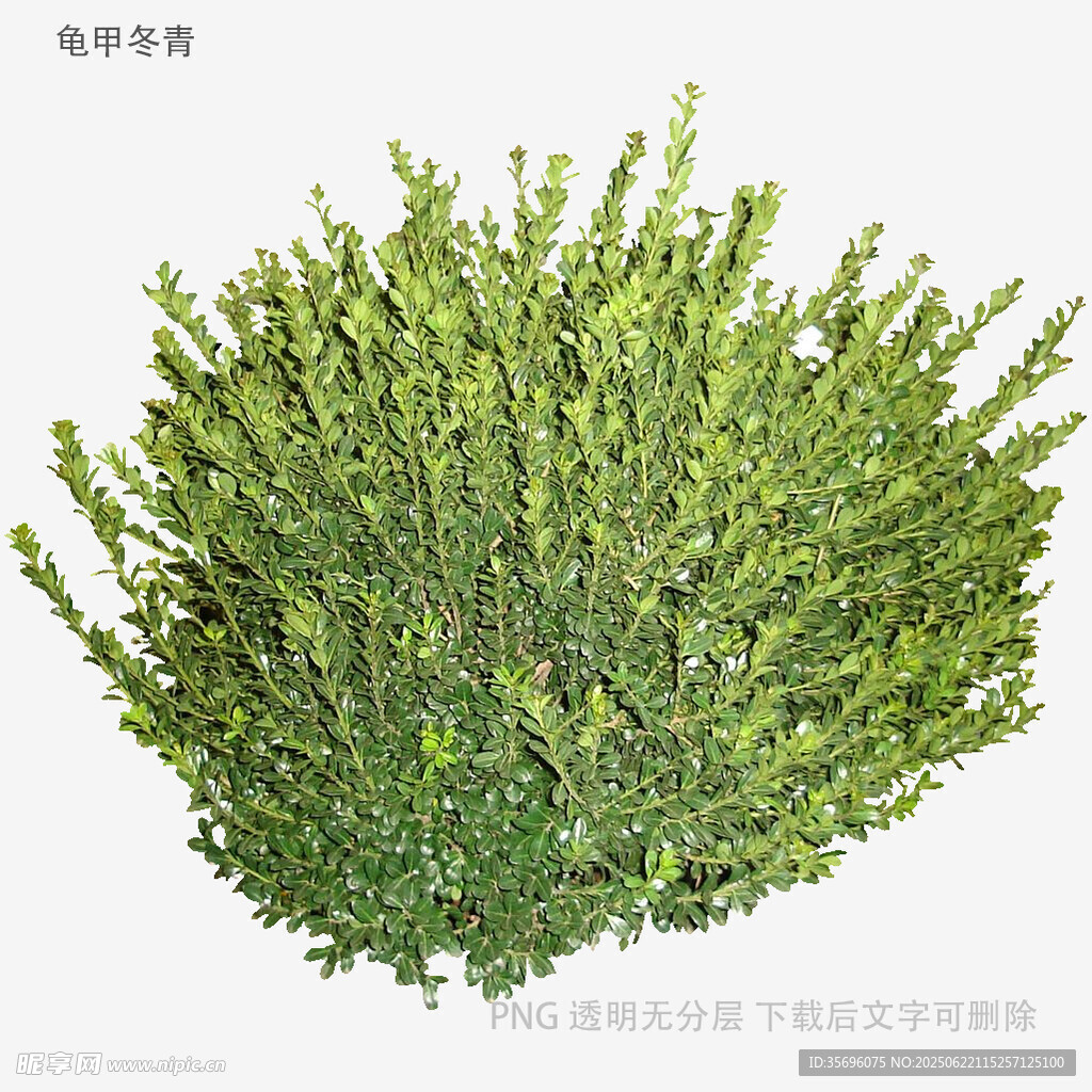 球形绿植灌木