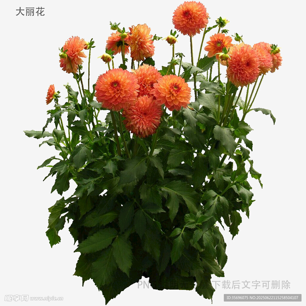 橙色大丽花盆栽