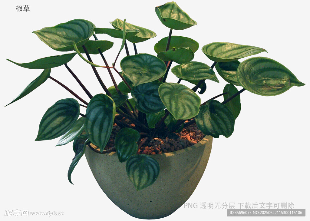 植物