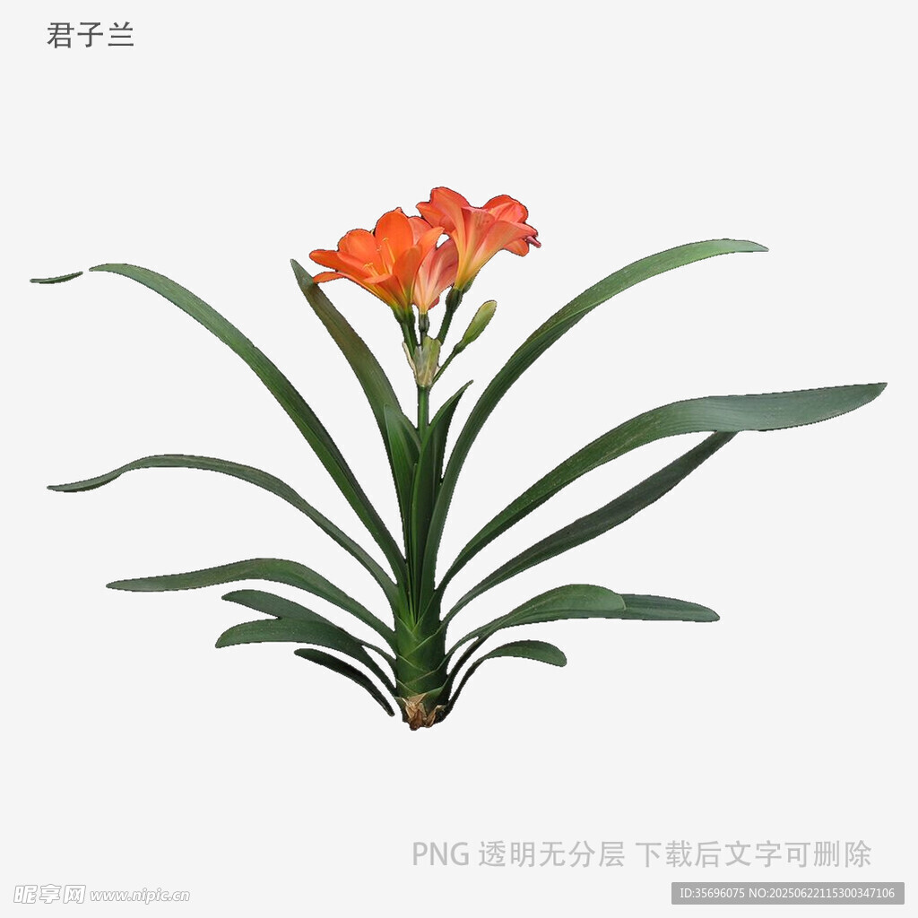 鲜艳君子兰绽放