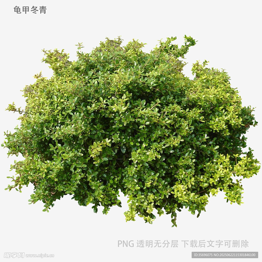茂盛绿植