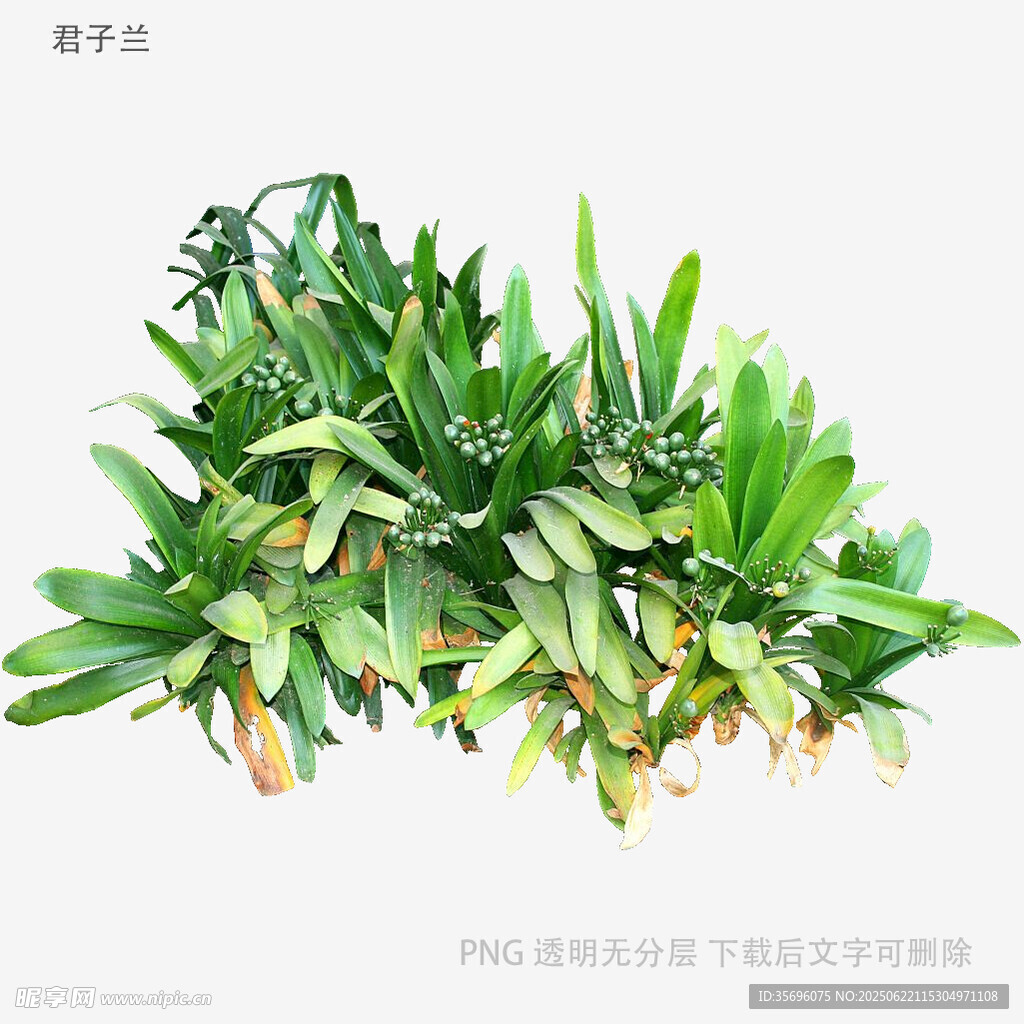 翠绿茂盛的垂盆绿植