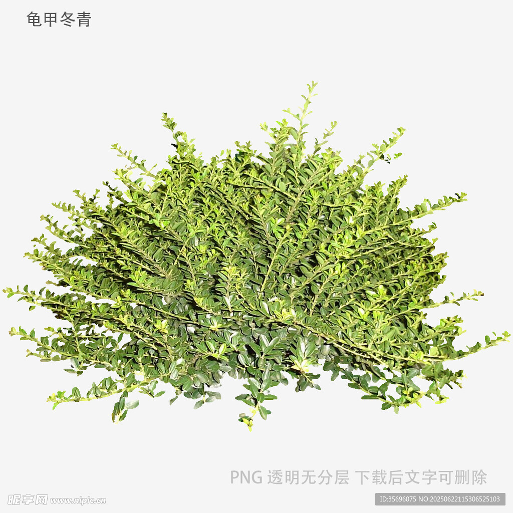 绿色茂盛灌木植物素材