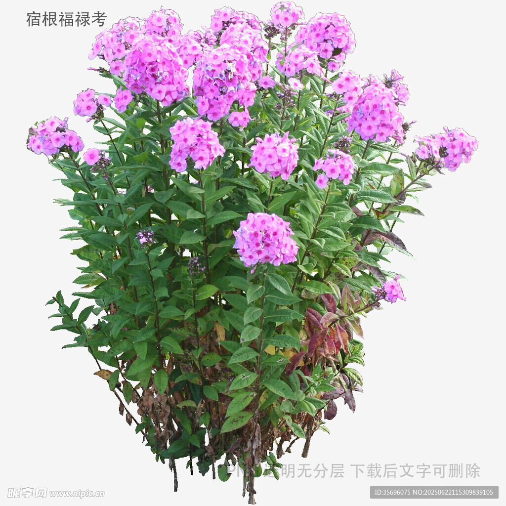紫色翠菊盆栽