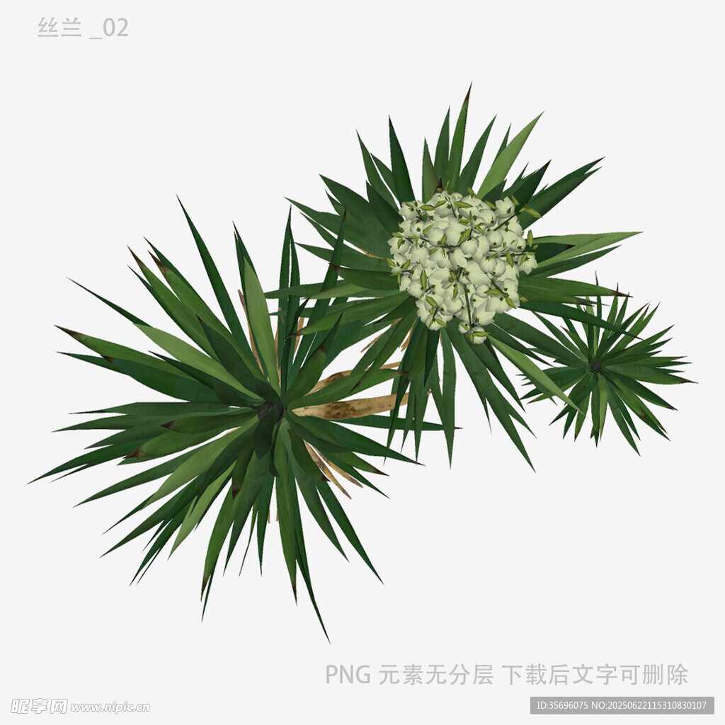 松叶与花簇插画