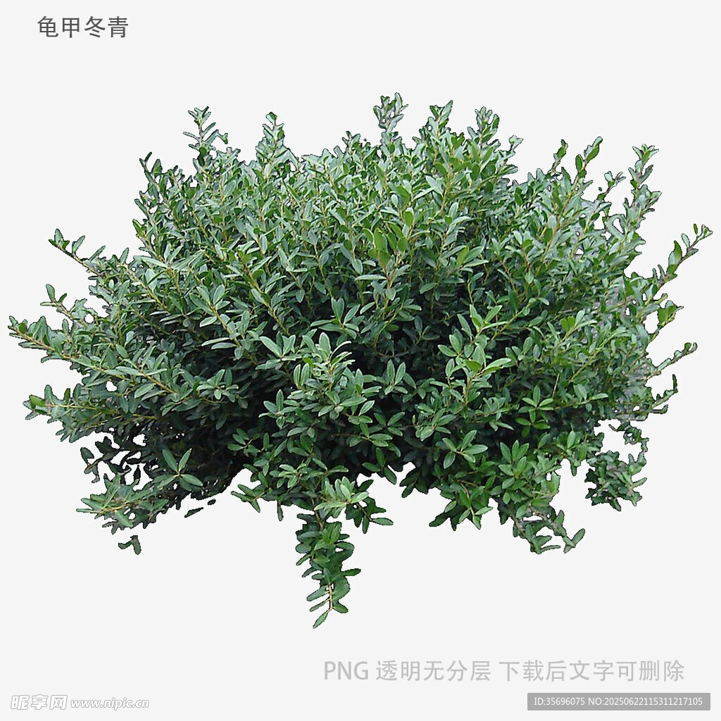 绿色茂密灌木丛植物景观