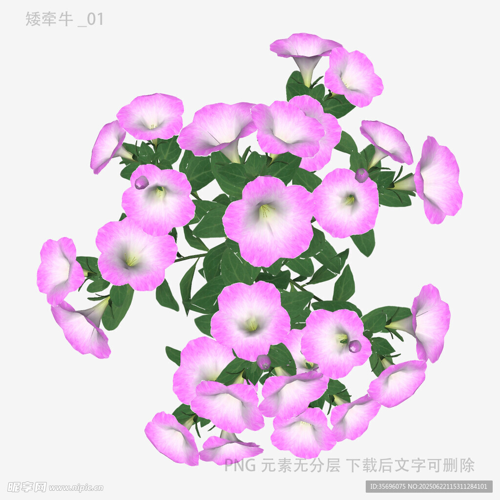 粉色矮牵牛花3D模型展示