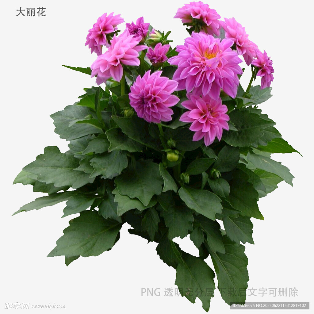 粉色菊花盆栽