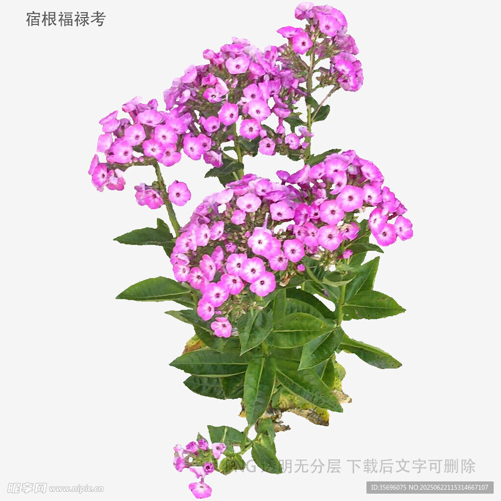 紫色长寿花绽放