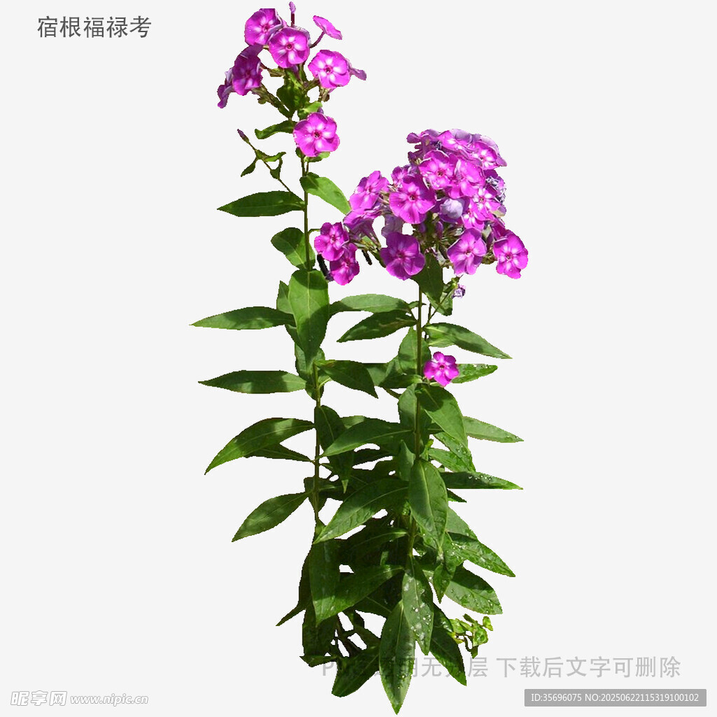 紫色花卉植物特写