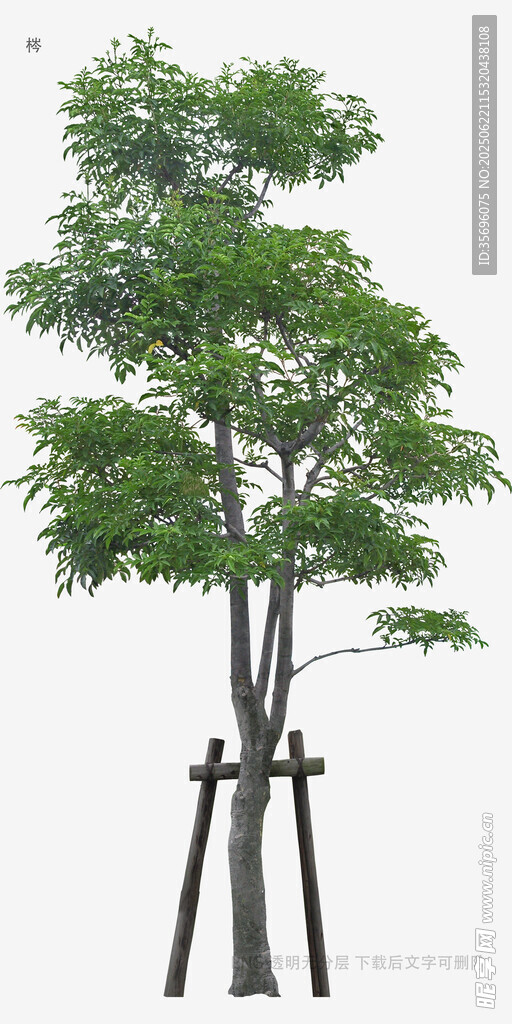 独立支撑的绿树模型
