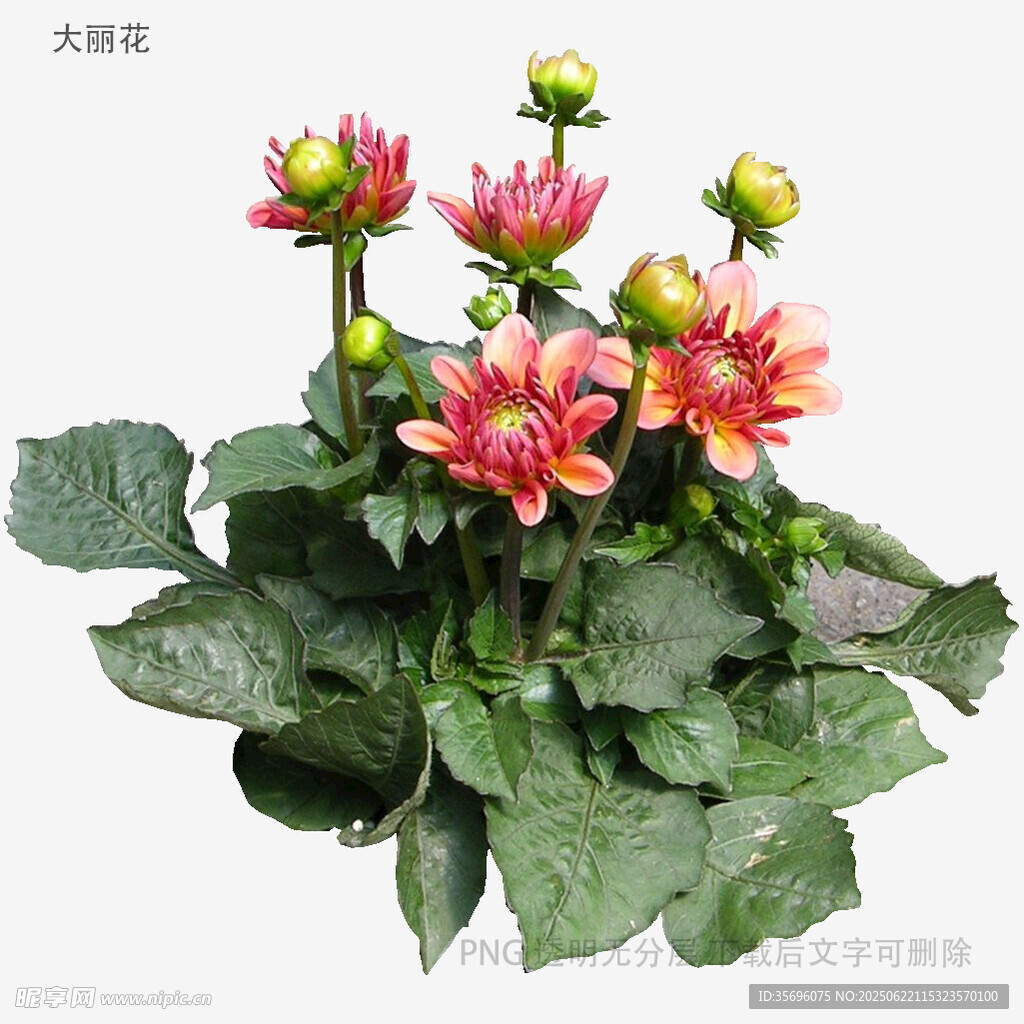 多彩大丽花插花