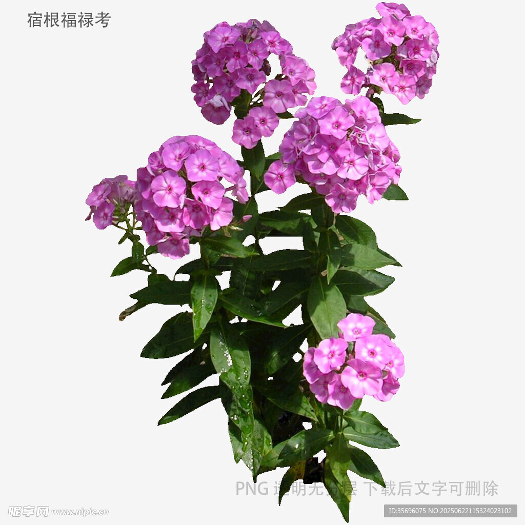 紫色绣球花植物特写
