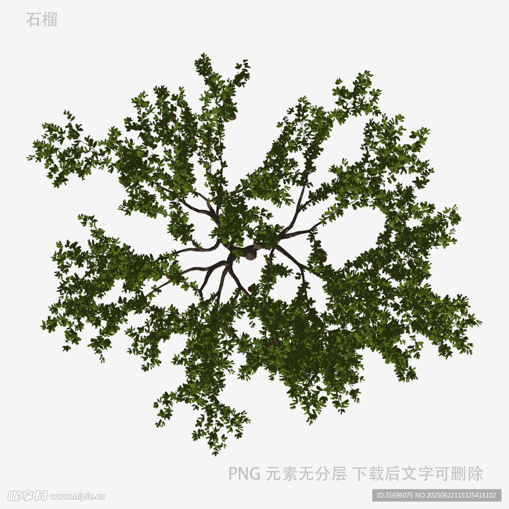 俯视视角的繁茂绿树