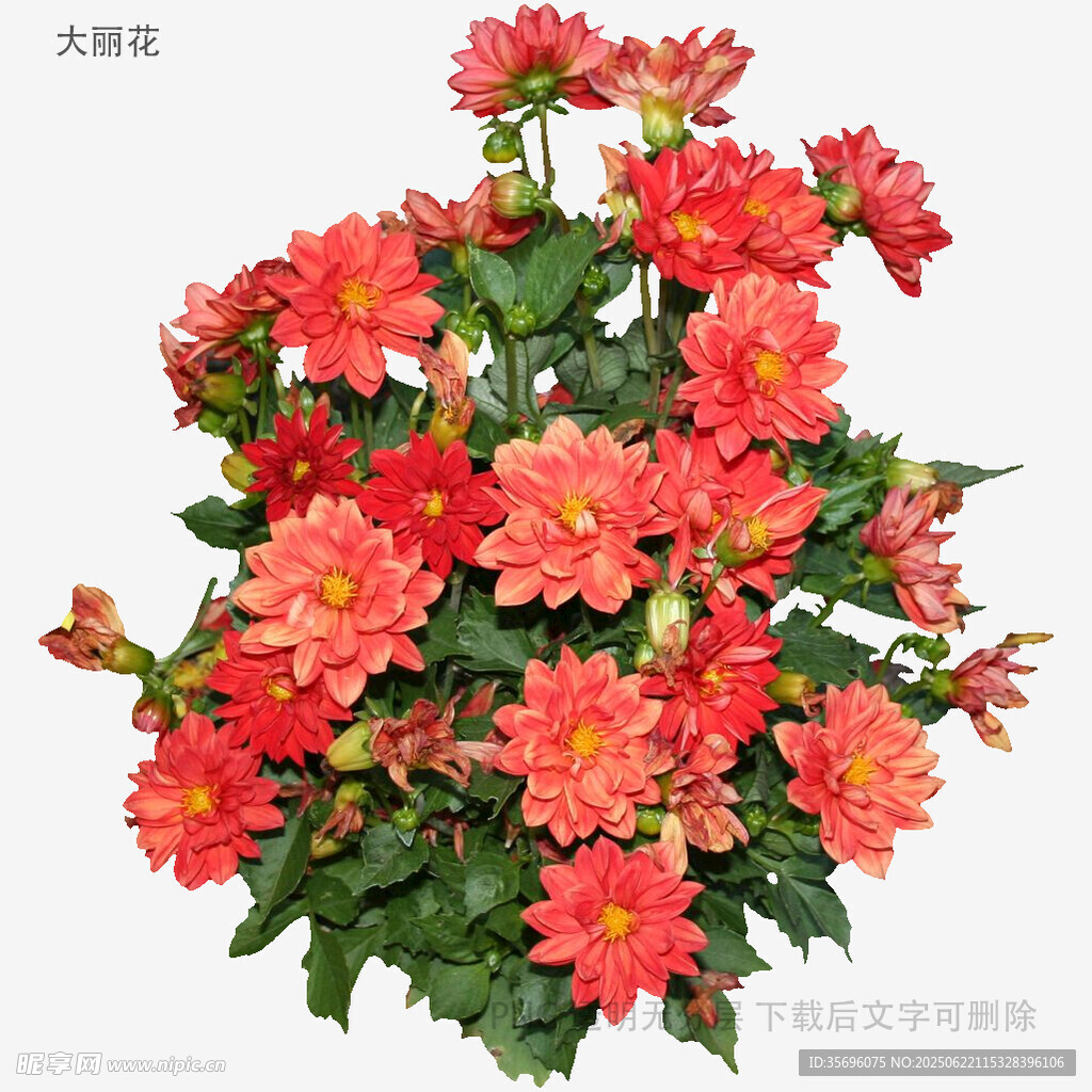 鲜艳橘红色长寿花绽放
