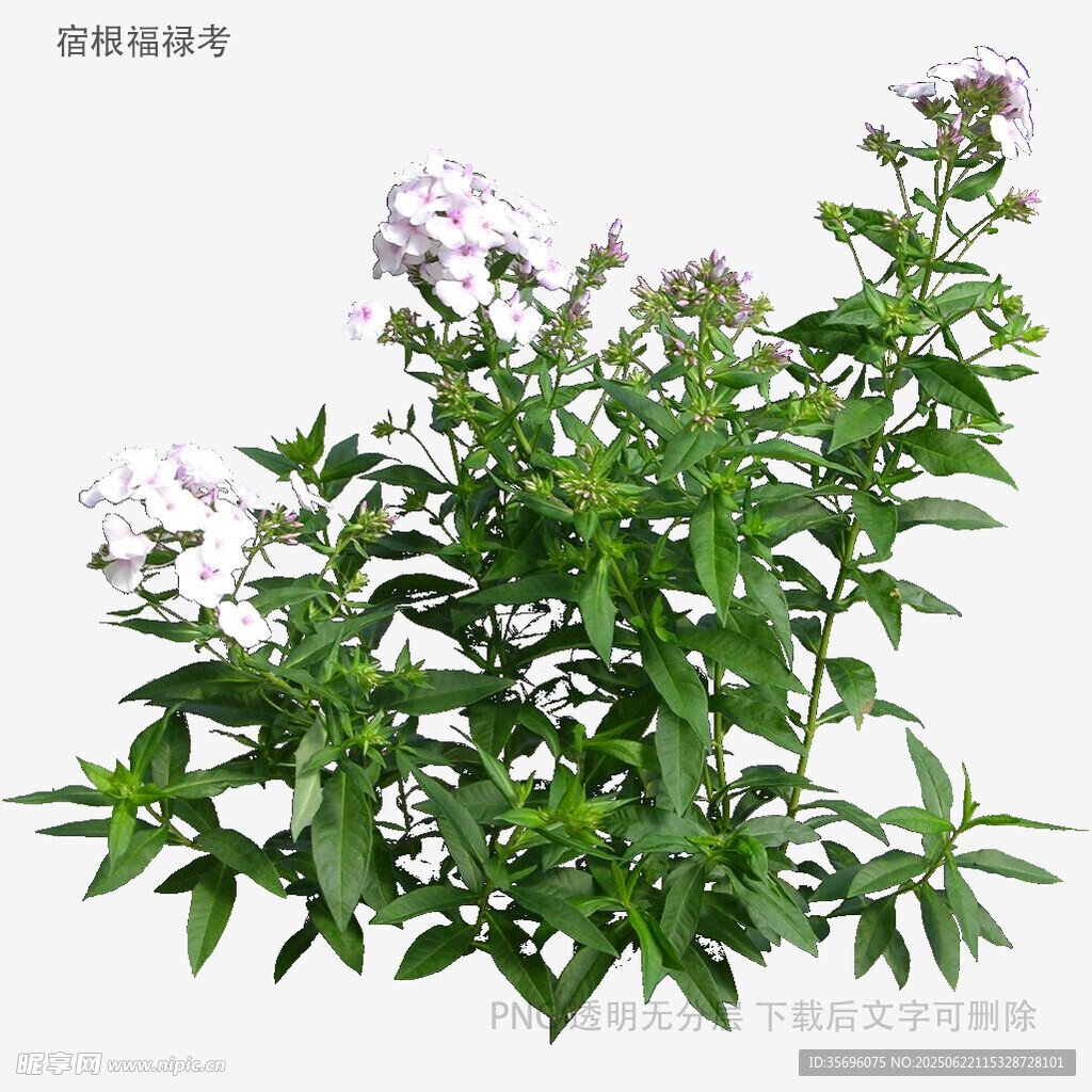 绿叶白花的清新植物