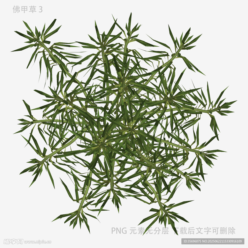 绿色植物枝叶特写