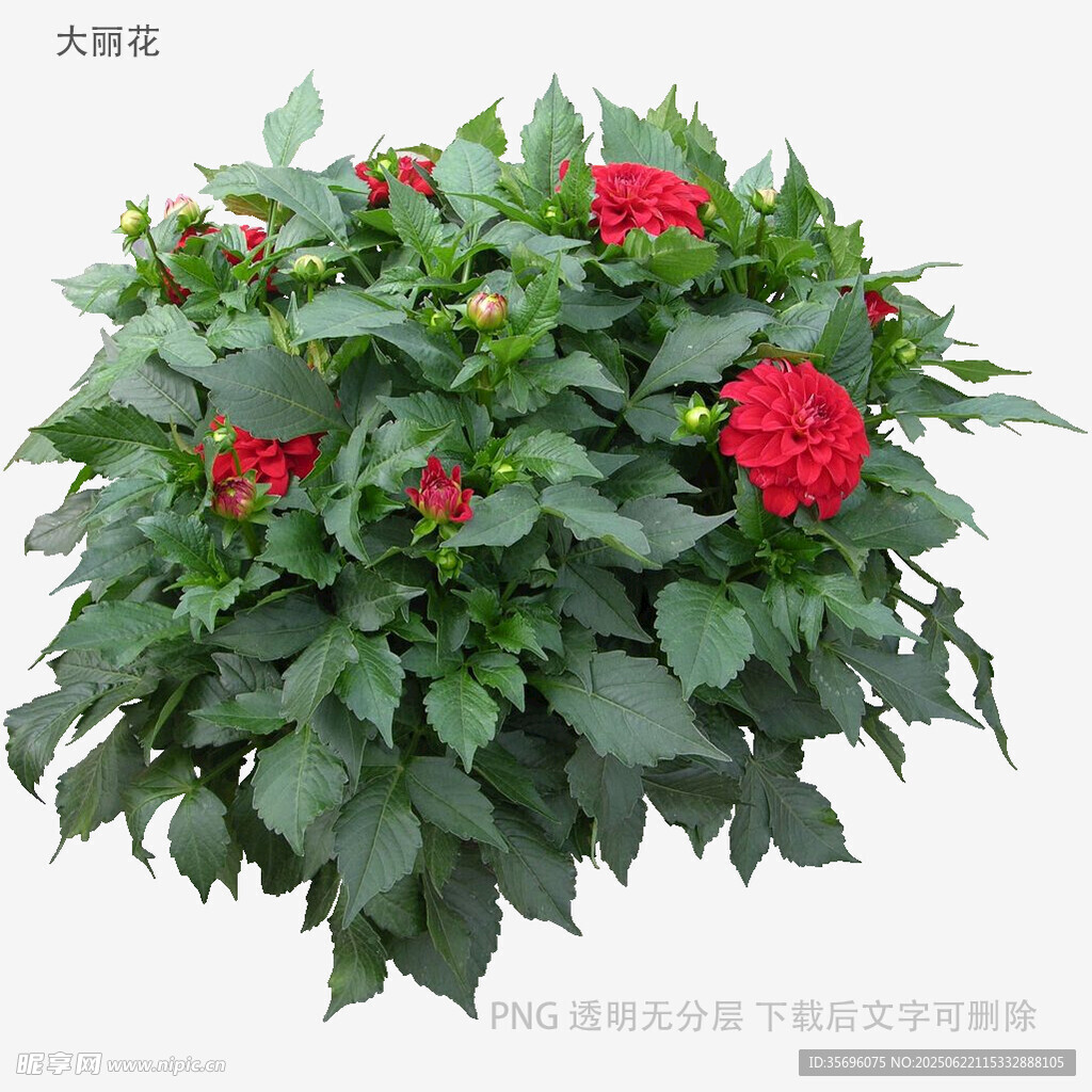 植物