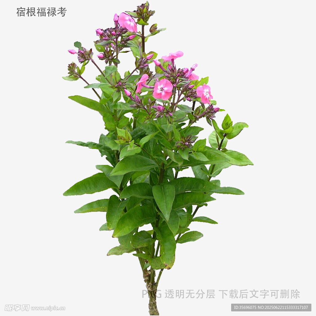 粉色小花绿植特写