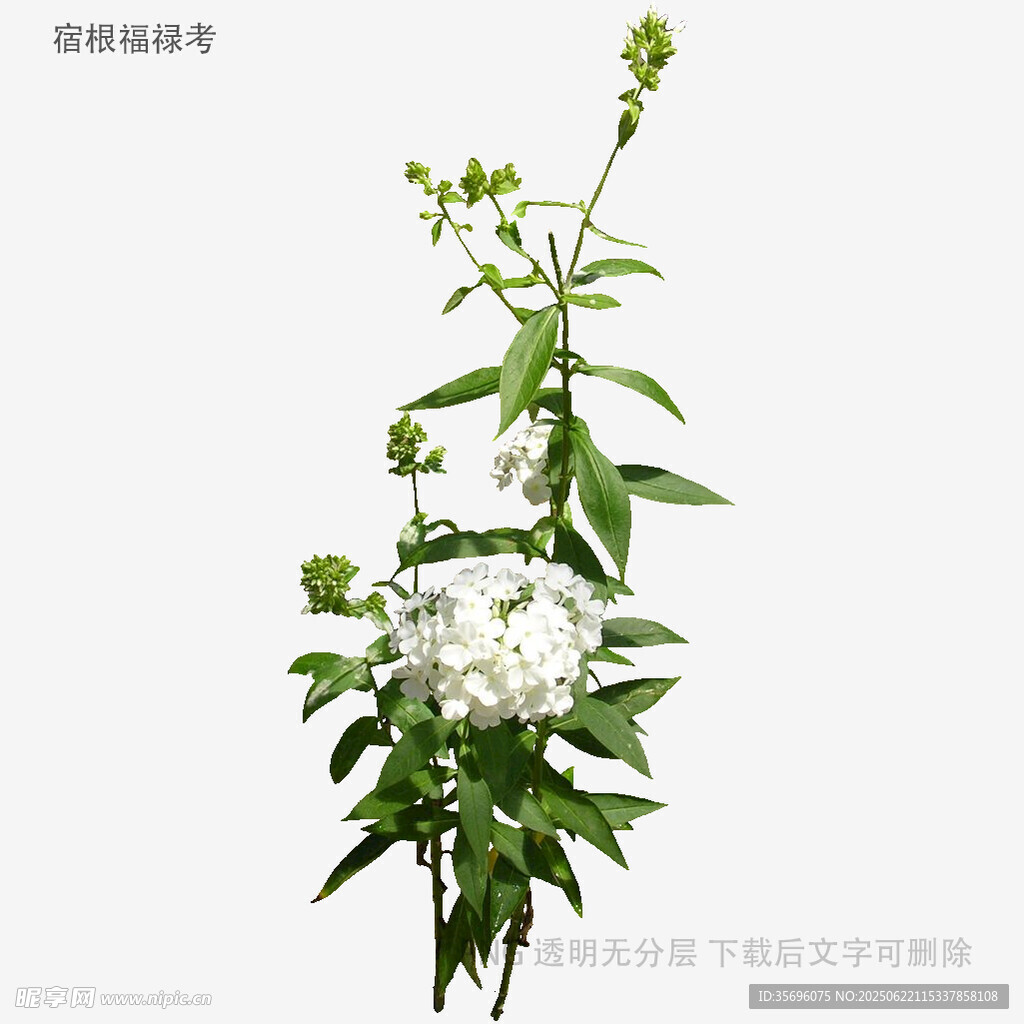 白色绣球花植物特写
