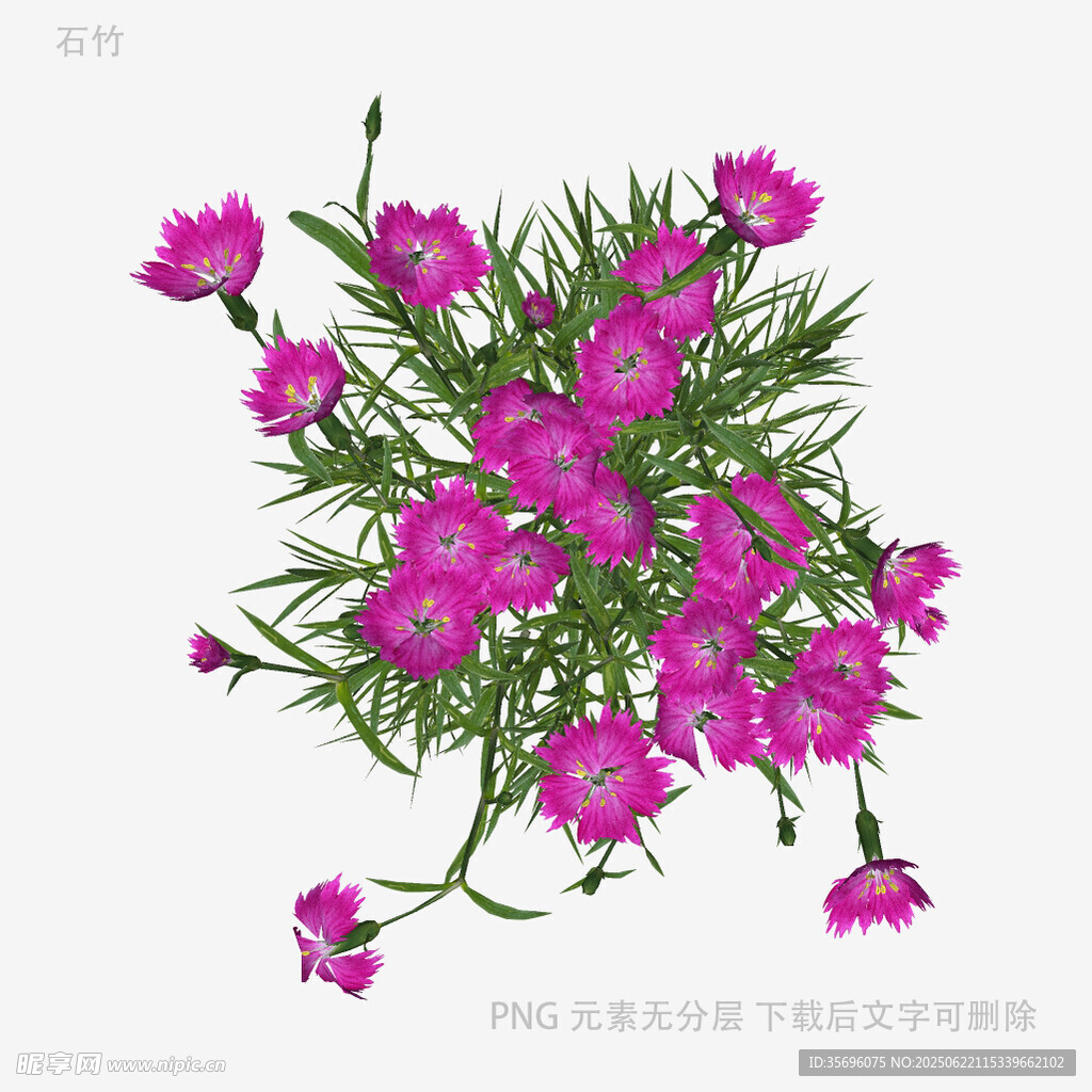 鲜艳粉色花朵插画