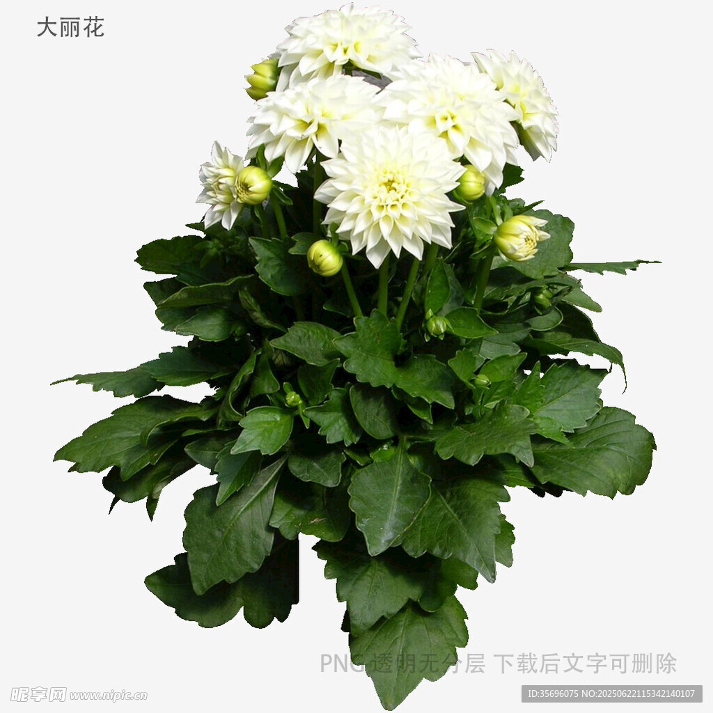 白色大菊花盆栽