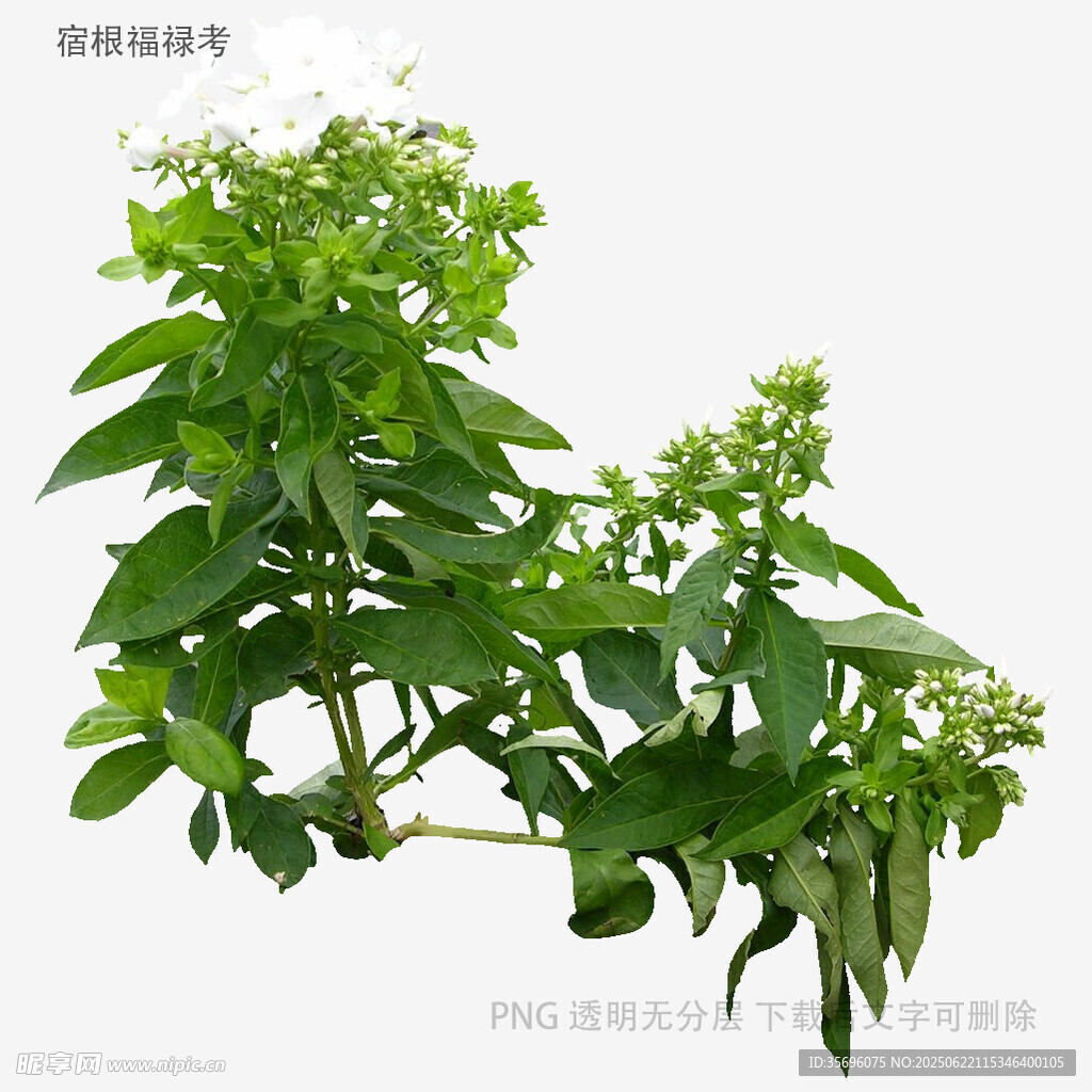新鲜绿色植物枝叶特写