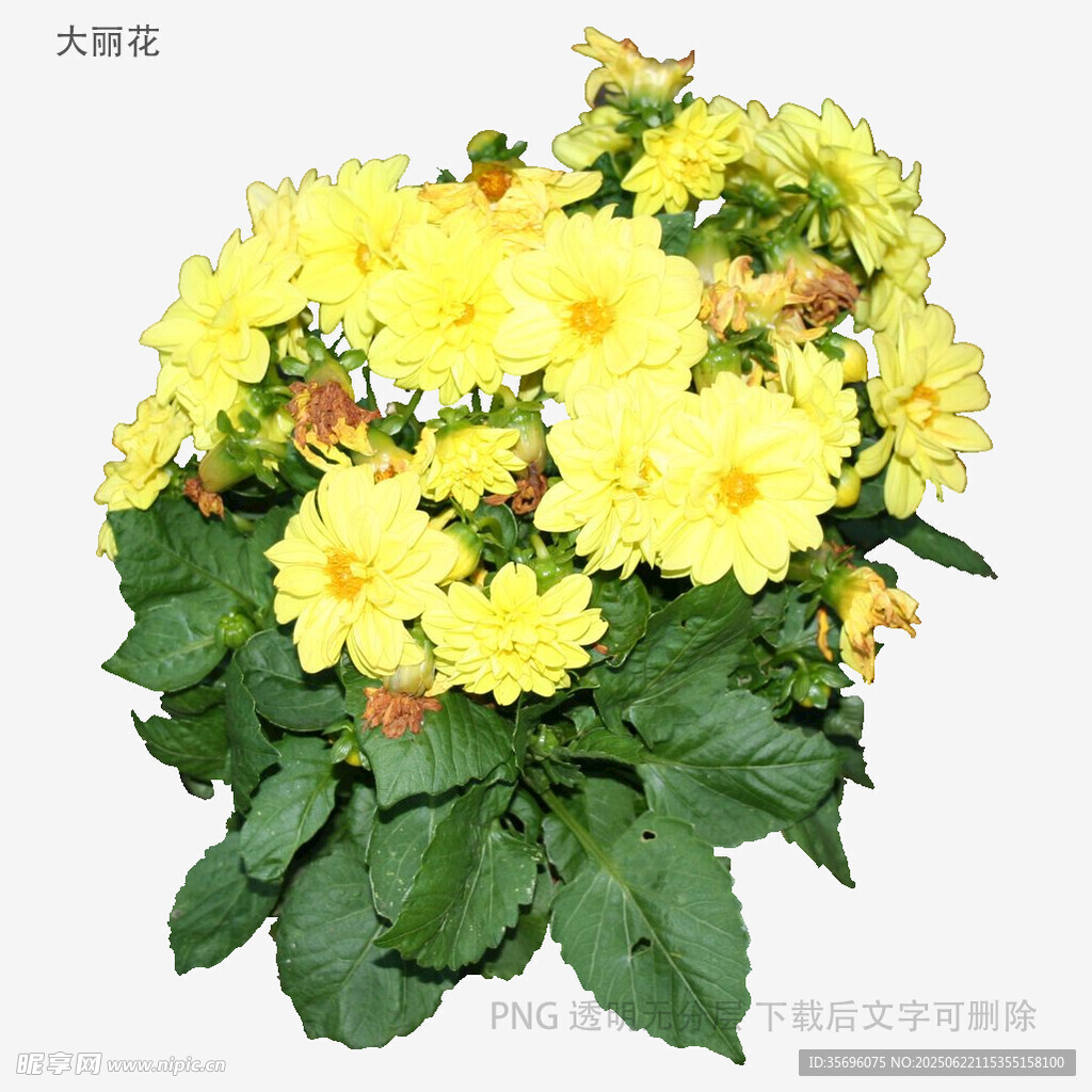 黄色菊花盆栽