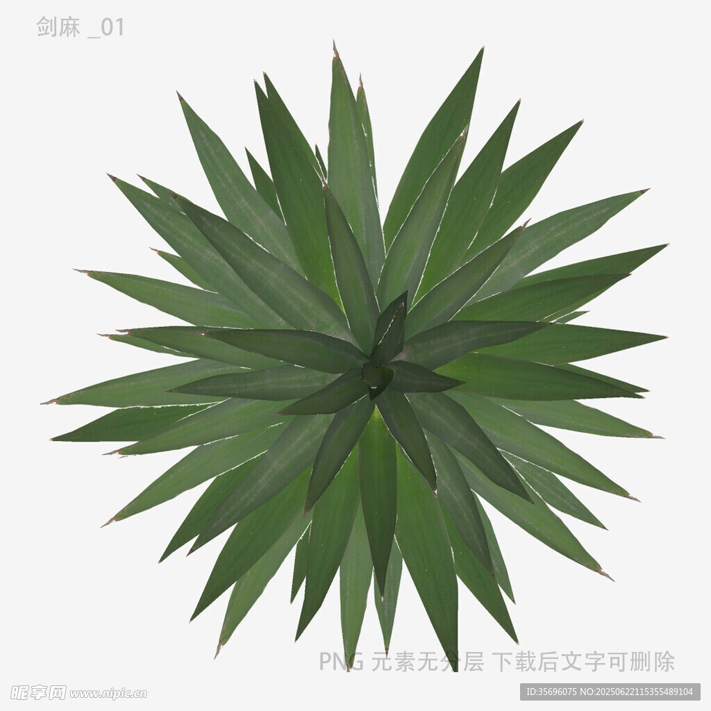绿色星形叶片植物特写