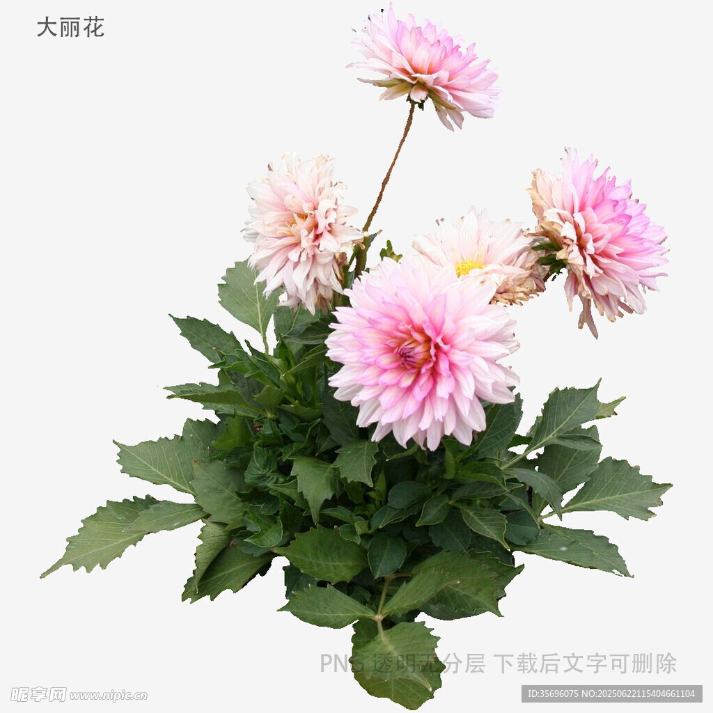 粉色大丽花盆栽