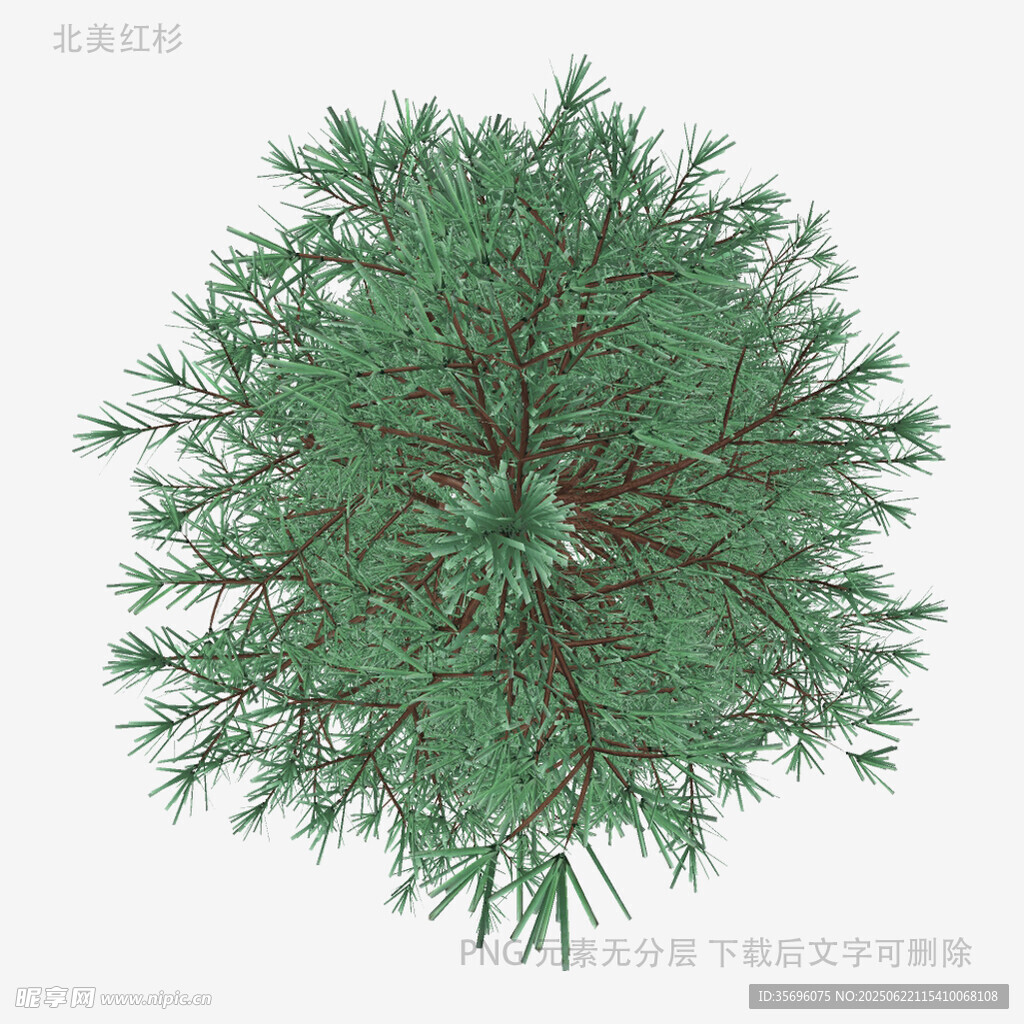 俯视视角绿色松树模型