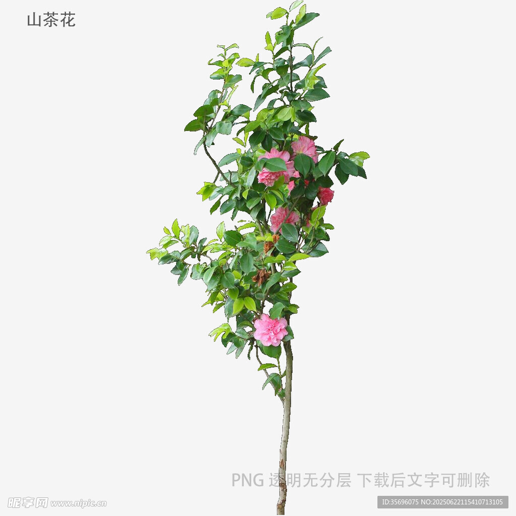 植物