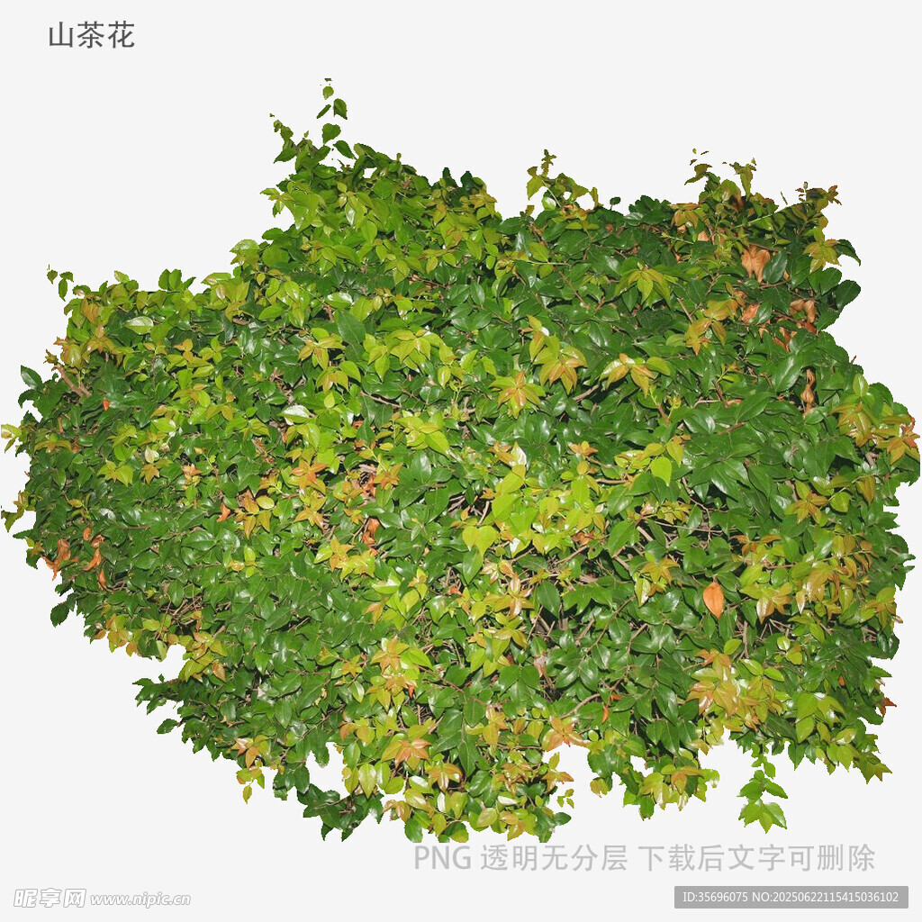 翠绿繁茂的爬藤植物